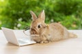 Easter holiday animal, technology e-learning concept. Baby bunny brown wearing eye glasses with laptop sitting on the wood. Lovely Royalty Free Stock Photo