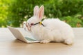 Easter holiday animal, technology e-learning concept. Baby bunny white wearing eye glasses with laptop sitting on the wood. Lovely Royalty Free Stock Photo