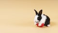 Easter holiday and baby bunny concept. Newborn black and white rabbit sitting with red paint easter eggs over isolated pastel Royalty Free Stock Photo