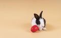 Easter holiday and baby bunny concept. Newborn black and white rabbit sitting with red paint easter eggs over isolated pastel