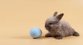 Easter holiday and baby bunny concept. Newborn brown and grey rabbit sitting with blue paint easter eggs over isolated pastel