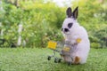 Easter holiday bunny animal and shop online concept. Adorable baby rabbit white black pushing empty yellow shopping basket cart