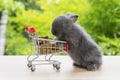 Easter holiday bunny animal and shopping online concept. Adorable baby rabbit black pushing red shopping basket cart with cookie