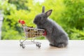 Easter holiday bunny animal and shopping online concept. Adorable baby rabbit black pushing red shopping basket cart with cookie