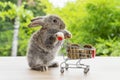 Easter holiday bunny animal and shopping online concept. Adorable baby rabbit black pushing red shopping basket cart with cookie