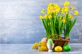 Easter holiday card with eggs yellow spring flower Royalty Free Stock Photo