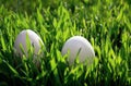 Easter holiday card with two white chicken eggs stick out from green grass in spring sunny bright meadow Royalty Free Stock Photo