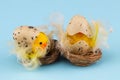 Easter holiday concept with 2 easter chicks on a blue background Royalty Free Stock Photo