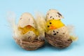 Easter holiday concept with 2 easter chicks on a blue background Royalty Free Stock Photo