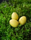 Easter holiday concept. Three speckled eggs hidden in bright green moss. Vertical photo.