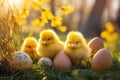 Easter holiday greeting card background. Easter eggs, flowers and three cute yellow chickens Royalty Free Stock Photo