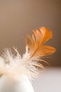 Easter holiday. White egg with a feather, bright minimalistic background Royalty Free Stock Photo