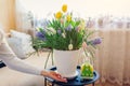 Easter home decor. Woman puts eggs by spring blooming flowers in pot. Yellow hyacinths, tulips, muscari on table Royalty Free Stock Photo