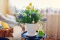 Easter home decoration. Woman puts eggs by spring blooming flowers in pot. Yellow hyacinths, tulips, muscari on table Royalty Free Stock Photo