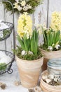 Easter home decoration with yellow hyacinth flowers