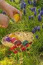 Easter Hunt.Collection of colored eggs by children. Childs hand puts colorful eggs in a wicker basket in blue muscari Royalty Free Stock Photo