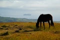 Easter Island