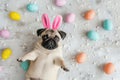 Easter joy with dog pug: rabbit ears, colored eggs - festive concept Royalty Free Stock Photo