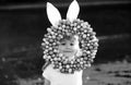 Easter kids boy in bunny ears hunting easter eggs outdoor. Cute child in rabbit costume with bunny ears having fun in