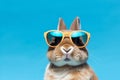 Easter kitty sweet animals portrait mammal background bunny cute fur pet sunglass spring blue rabbit Royalty Free Stock Photo