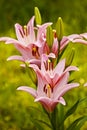 Easter Lilies