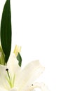 Easter lilies