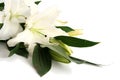 Easter lilies Royalty Free Stock Photo