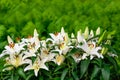 Easter Lilies and Ferns in a Lush Green Garden Royalty Free Stock Photo