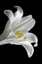 Easter lilly