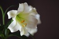 Easter Lilly Royalty Free Stock Photo