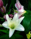 Easter lilly Royalty Free Stock Photo