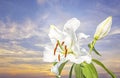 Easter lilly flower ,digital oil painting Royalty Free Stock Photo