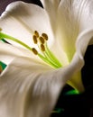 Easter lilly macro on black