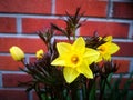 Easter lilly and peony blossom Royalty Free Stock Photo