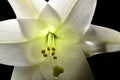 Easter Lilly Royalty Free Stock Photo