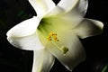 Easter Lilly Royalty Free Stock Photo