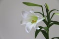 A Pure White Easter Lilly Stem with One Lilly in Bloom on a Grey Background