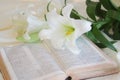 Lily laying on a antique bible on Easter morning