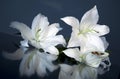 Easter lily Royalty Free Stock Photo