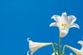 Easter lily Royalty Free Stock Photo