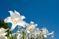 Easter lily Royalty Free Stock Photo