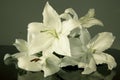 Easter lily Royalty Free Stock Photo