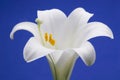 Easter Lily Royalty Free Stock Photo