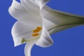 Easter Lily Royalty Free Stock Photo