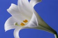 Easter Lily Royalty Free Stock Photo