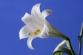 Easter Lily Royalty Free Stock Photo