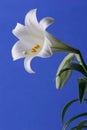 Easter Lily Royalty Free Stock Photo