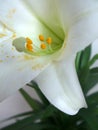 Easter lily Royalty Free Stock Photo