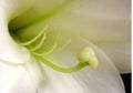 Easter Lily Royalty Free Stock Photo