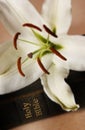 Easter lily on Bible Royalty Free Stock Photo